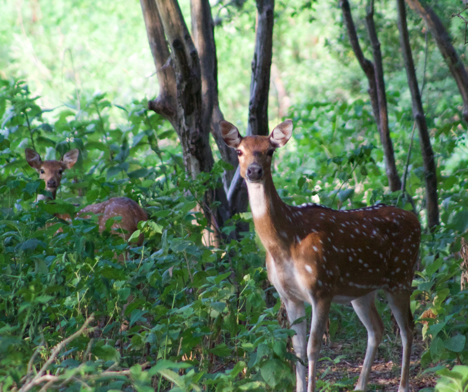 Deer in brush n Fair Oaks Ranch