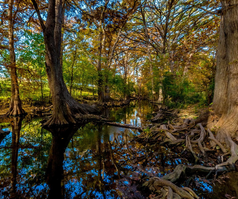 Fall Foliage Over Cibolo Creek